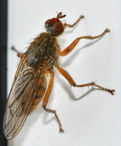 Scathophaga inquinata
